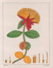 Gomphrena officinalis - Auguste de Saint-Hilaire — widok dzieła