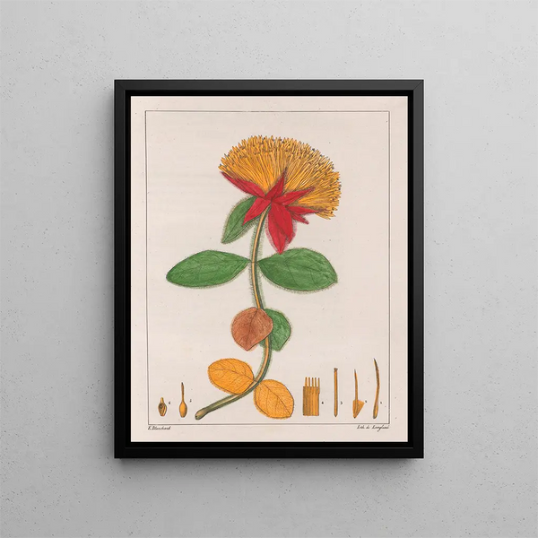 Gomphrena officinalis - Auguste de Saint-Hilaire — oprawiony obraz na ścianie