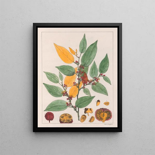 Guazuma ulmifolia - Auguste de Saint-Hilaire — oprawiony obraz na ścianie