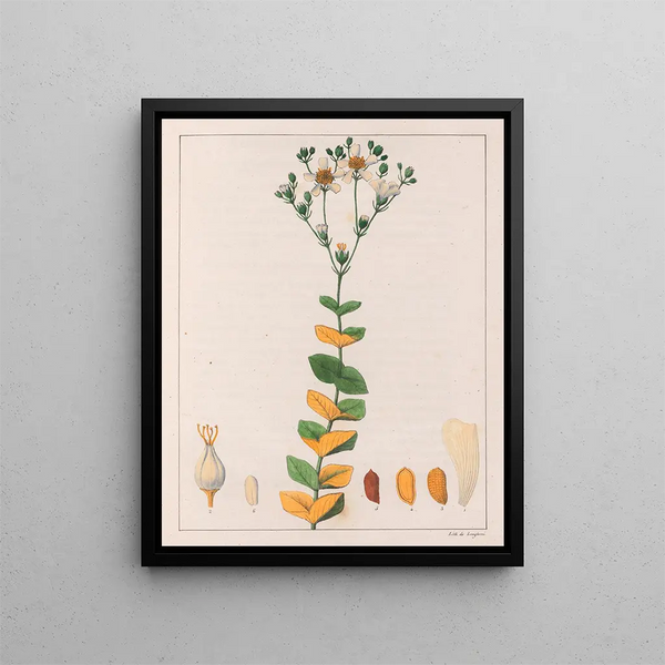 Hypericum connatus - Auguste de Saint-Hilaire — oprawiony obraz na ścianie