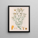 Hypericum laxiusculum - Auguste de Saint-Hilaire — oprawiony obraz na ścianie