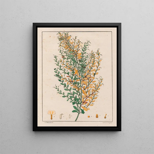 Ionidium parviflorum - Auguste de Saint-Hilaire — oprawiony obraz na ścianie