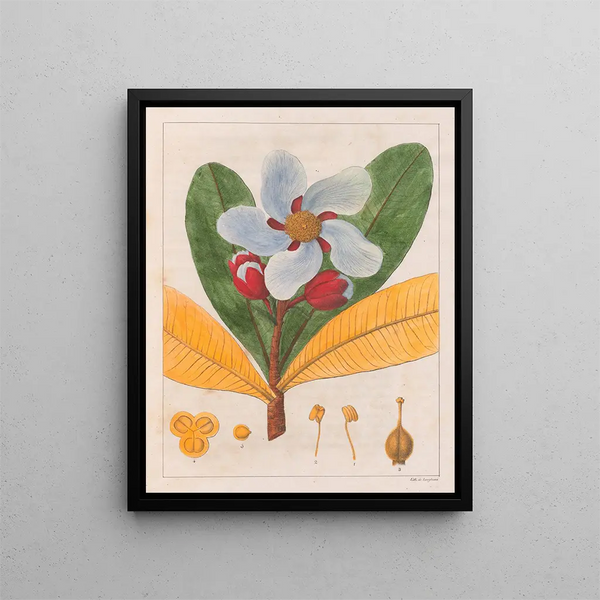 Kielmayera speciosa V.A. - Auguste de Saint-Hilaire — oprawiony obraz na ścianie