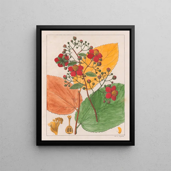 Luhea paniculata - Auguste de Saint-Hilaire — oprawiony obraz na ścianie