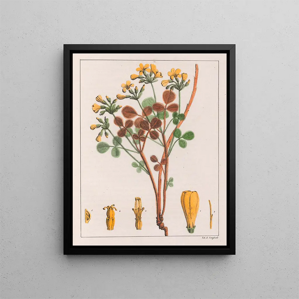 Oxalis fulva - Auguste de Saint-Hilaire — oprawiony obraz na ścianie