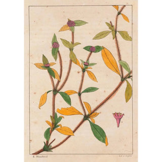 Auguste de SaintHilaire - Richardsonia Rosea.webp