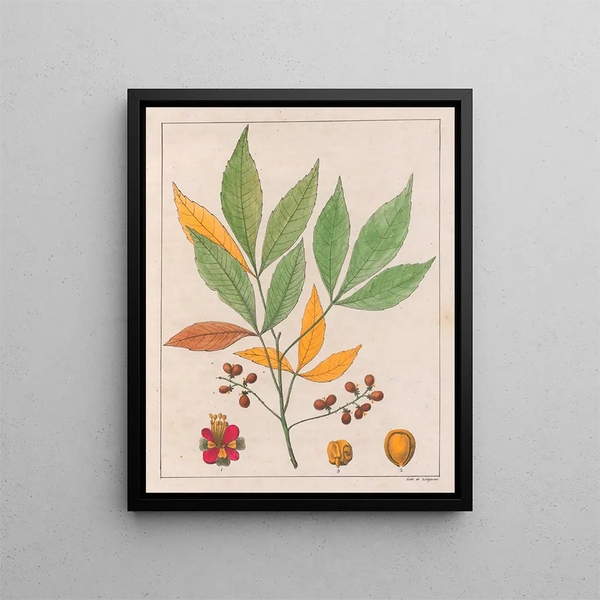 Schmidelia edulis - Auguste de Saint-Hilaire — oprawiony obraz na ścianie