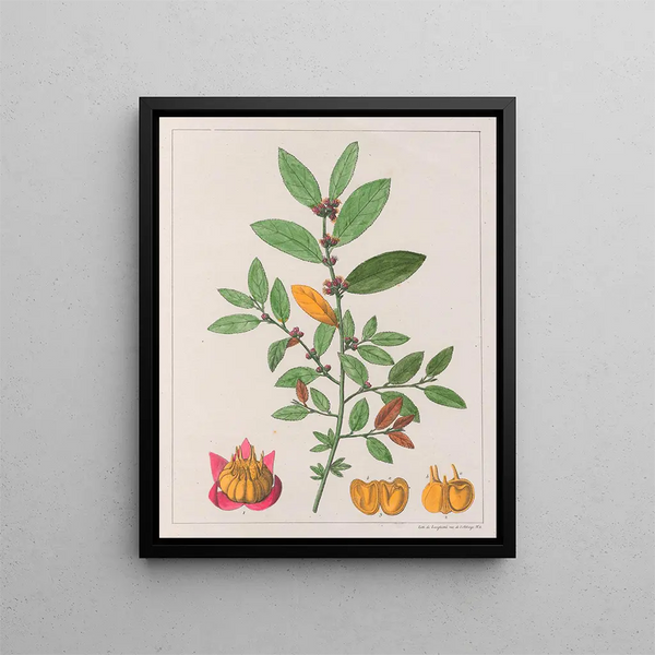 Sida carpinifolia - Auguste de Saint-Hilaire — oprawiony obraz na ścianie