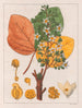 Fumier de chicha - Auguste de Saint-Hilaire — widok dzieła