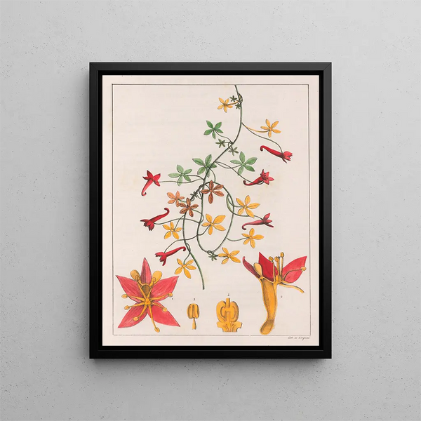 Tropaeolum pentaphyllum - Auguste de Saint-Hilaire — oprawiony obraz na ścianie