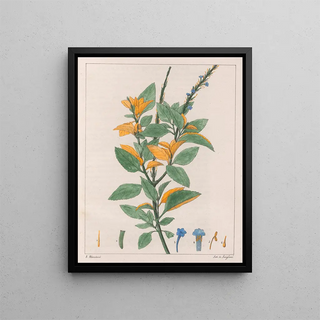 Auguste de SaintHilaire - Verbena Jamacensis.webp