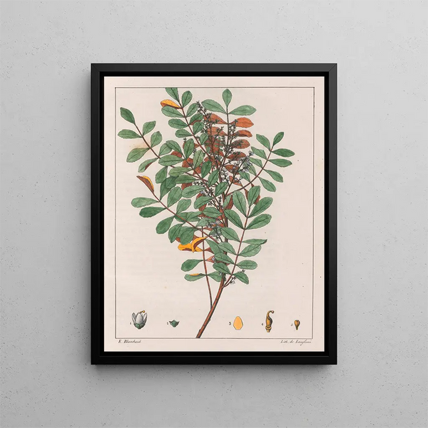 Zanthoxylum hyemale - Auguste de Saint-Hilaire — oprawiony obraz na ścianie