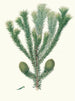 Araucaria brasiliana, pin z Brazylii - Aylmer Bourke Lambert — widok dzieła
