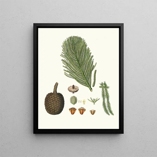 Aylmer Bourke Lambert - Arucaria excelsa Norfolk Island pine.webp