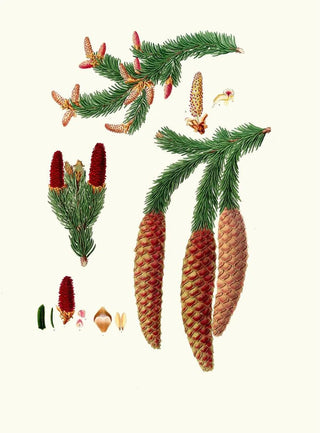 Aylmer Bourke Lambert - Pinus abies Norway spruce fir.webp
