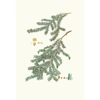 Aylmer Bourke Lambert - Pinus canadensis Canada pine.webp