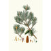 Pinus inops, pin Jersey - Aylmer Bourke Lambert — widok dzieła