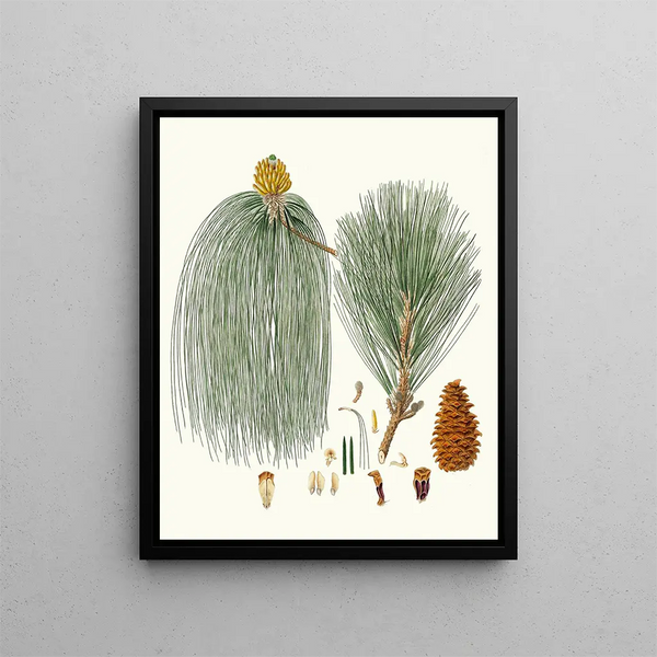 Pinus longifolia, pin indyjski z długimi igłami - Aylmer Bourke Lambert — oprawiony obraz na ścianie