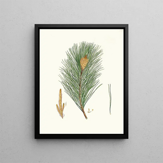 Aylmer Bourke Lambert - Pinus massoniana Indian pine.webp
