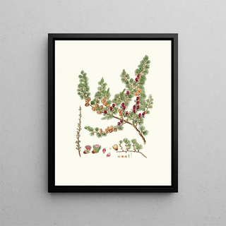 Aylmer Bourke Lambert - Pinus microcarpa Red larch.webp