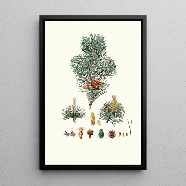 Reprodukcja obrazu Pinus pumilio Pin mugho ou Pin de montagne - Aylmer Bourke Lambert