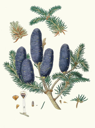 Aylmer Bourke Lambert - Pinus spectabilis Purpleconed fir.webp