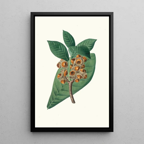 Reprodukcja obrazu Quercus grandifolia Dąb o dużych liściach magnolii - Aylmer Bourke Lambert