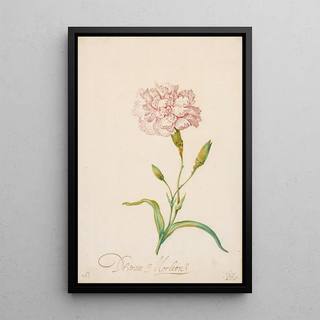 Balthasar van der Ast - Pink Carnation.webp