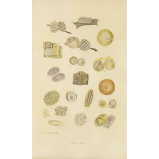Barret And Sons - Insect Eggs.webp