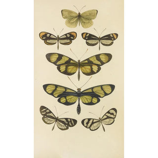 Barret And Sons - South American Butterflies.webp