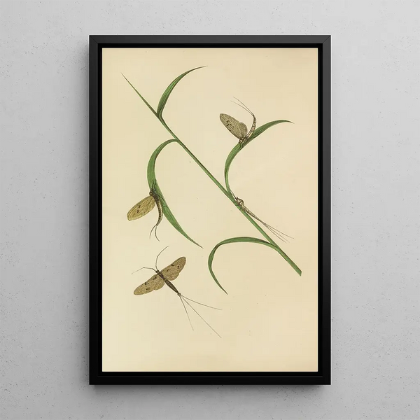 Barret And Sons - The May Fly Green And Fray Drake.webp