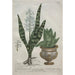 Aloes - Bartholomäus Seutter — widok dzieła