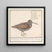 Bécasse Scolopax rusticola - Anselmus Botius de Boodt — oprawiony obraz na ścianie