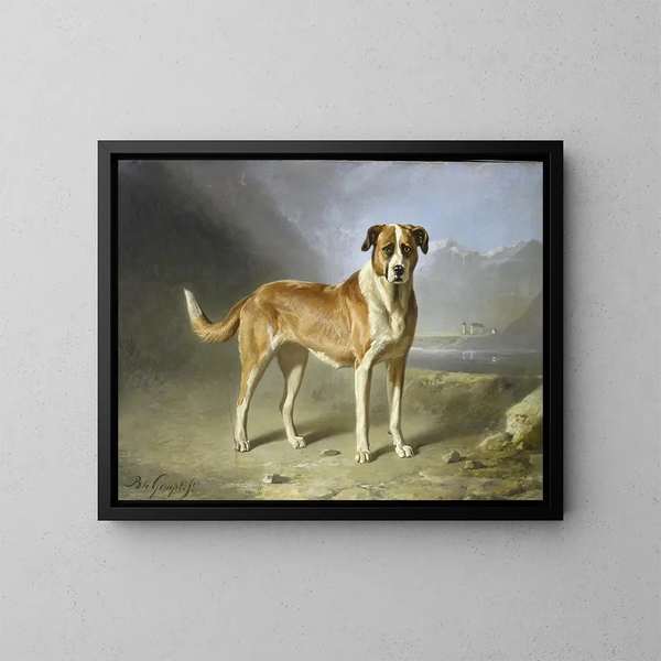 psa Saint-Bernard - Bernard te Gempt — oprawiony obraz na ścianie