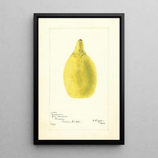 Bertha Heiges - Citrus aurantiifolia Castleman.webp