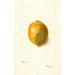 Citrus limon - Bertha Heiges — widok dzieła