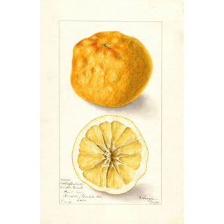 Bertha Heiges - Citrus sinensis Washington Navel.webp