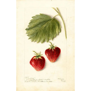 Bertha Heiges - Fragaria Marshall.webp