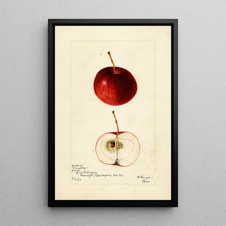 Bertha Heiges - Malus domestica Leighton.webp