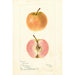 Malus domestica Surprise - Bertha Heiges — widok dzieła