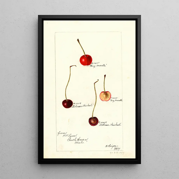 Bertha Heiges - Prunus avium.webp
