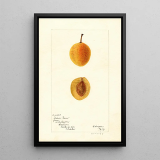 Bertha Heiges - Prunus domestica Silver Prune.webp