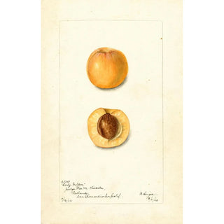 Bertha Heiges - Prunus mume Early Golden.webp