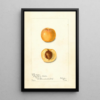 Bertha Heiges - Prunus mume Early Golden.webp