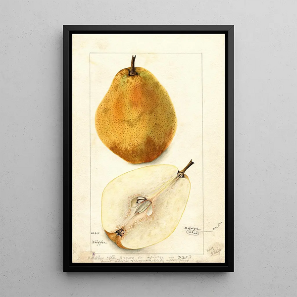 Reprodukcja obrazu Pyrus communis Kieffer - Bertha Heiges
