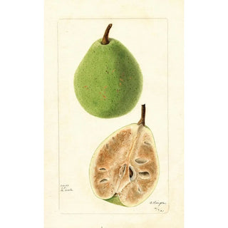 Bertha Heiges - Pyrus communis Le Conte.webp