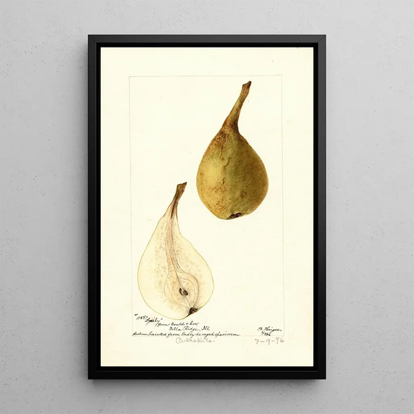 Pyrus communis Lyerly - Bertha Heiges — oprawiony obraz na ścianie