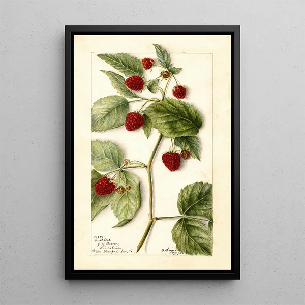 Rubus Cuthbert - Bertha Heiges — oprawiony obraz na ścianie