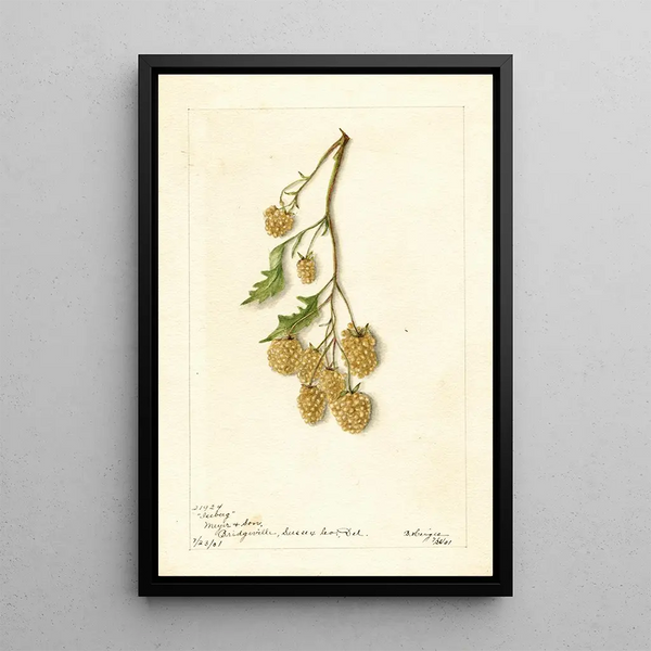 Rubus Iceberg - Bertha Heiges — oprawiony obraz na ścianie