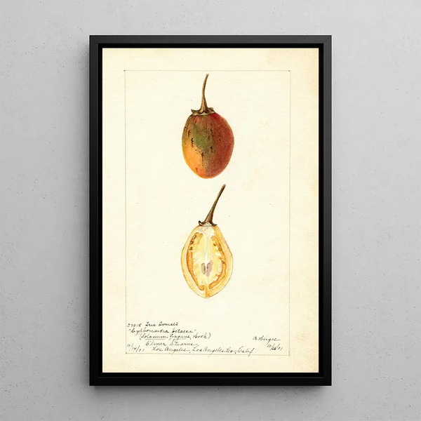 Reprodukcja obrazu Solanum betaceum - Bertha Heiges